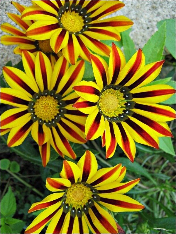 African Daisy … they close up in cool cloudy weather and at night … beautiful