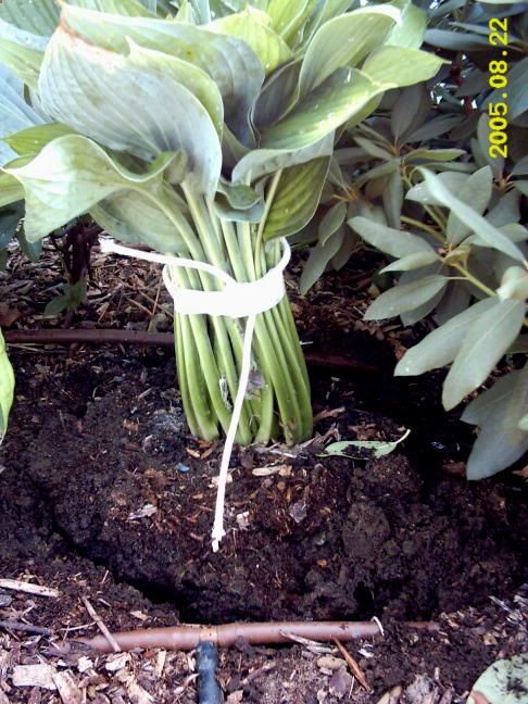 How to move hostas…Ive always wondered this