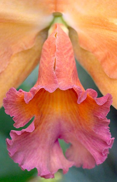 Potinara Orchid