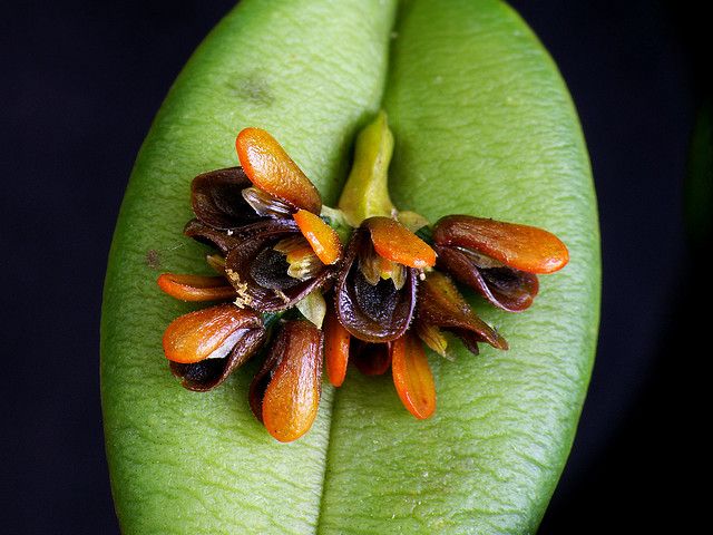 Acianthera sp. – Flickr – Photo Sharing!