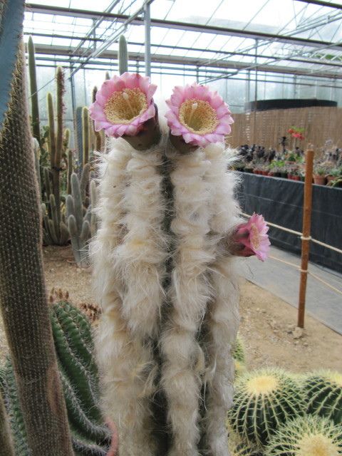 Pilosocereus leucocephalus