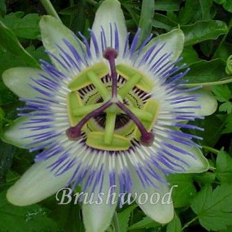 2014 Passiflora caerulea