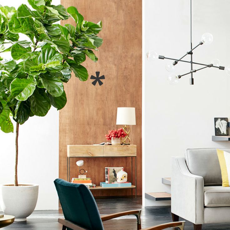 Fiddle Leaf Fig Tree care guide by  Tenhundfeld