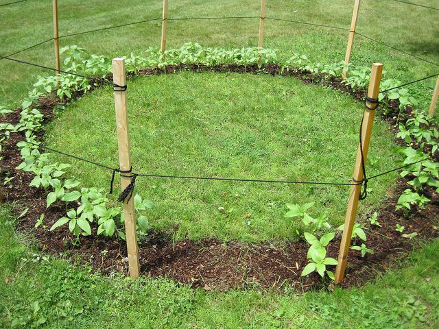 Sunflower House. Kids can play in once the sunflowers grow tall.