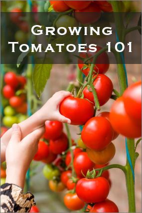 Tomatoes