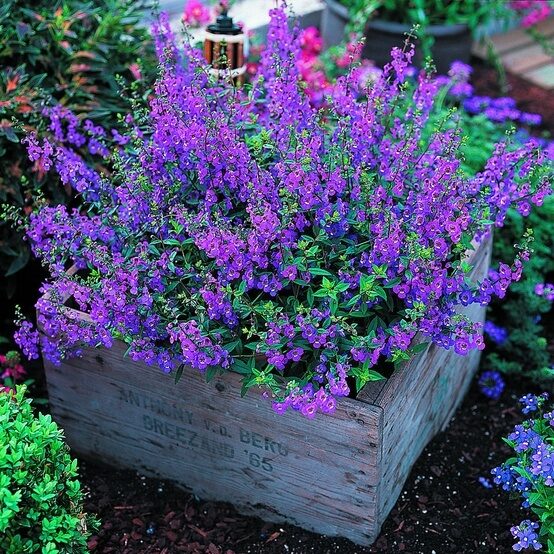 Angelonia -It’s easy to grow and flowers profusely, great plant for our dry spells and heat. Not fussy about soil either. Butterflies love it!