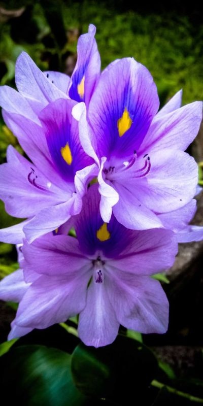 Lily with a touch of blue