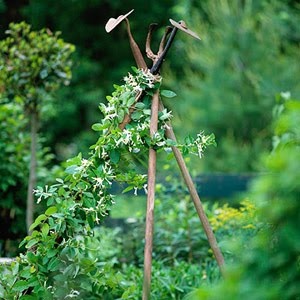 old tools as a trellis. I have plenty of tools for that!