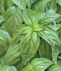 Sweet Basil – tips on growing and using in food