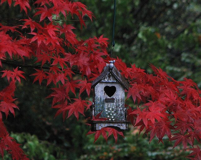 birdhouse in Japanese Maple