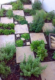 herbs and checks