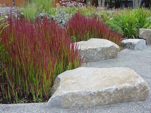 Japanese Blood Grass.