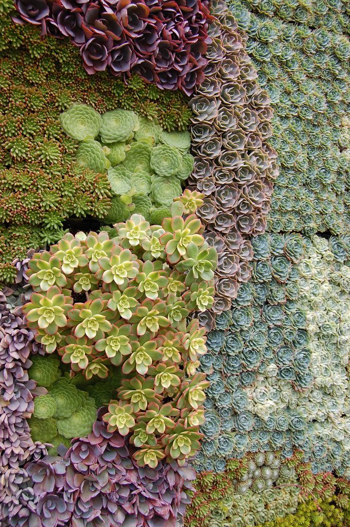 Succulents