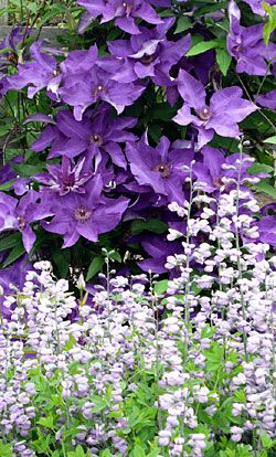 How to Grow Clematis