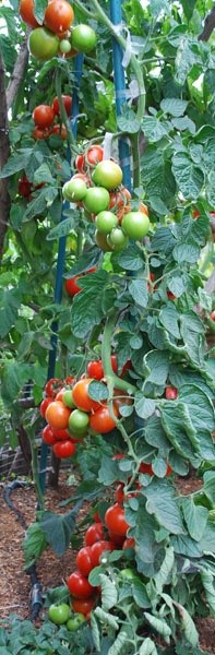 Growing Tomatoes – Linked to Incurable Gardening Addiction… lots of great tomato growing info here