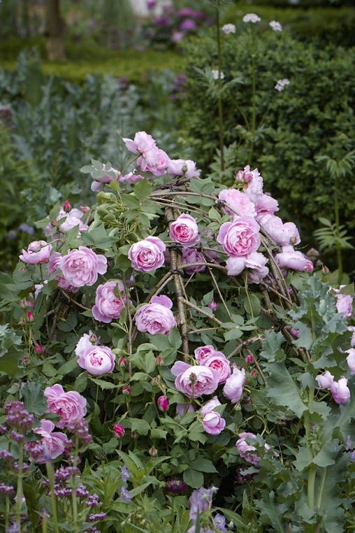 Journal – Arne Maynard Garden Design