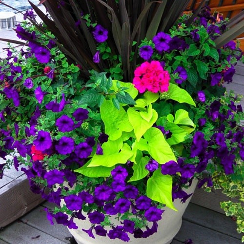 Potato vine, petunia, geranium, spanish dagger..so pretty