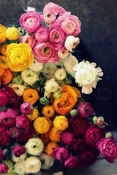 ranunculus!!