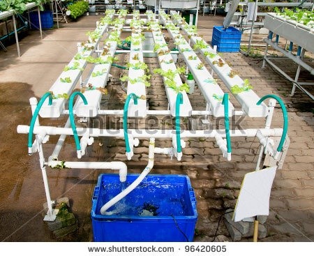 hydroponic veggies