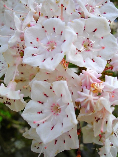 Mountain Laurel…love my mountains of laurel….