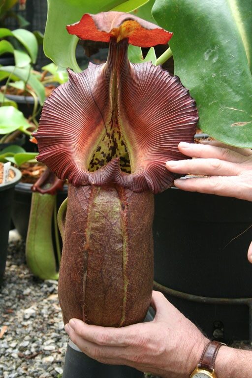 Nepenthes robcantleyi ‘Queen of Hearts’ is a tropical pitcher plant (carnivorous plant).