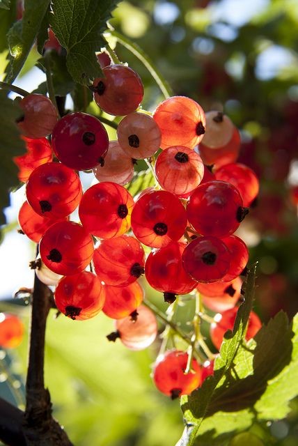 currants