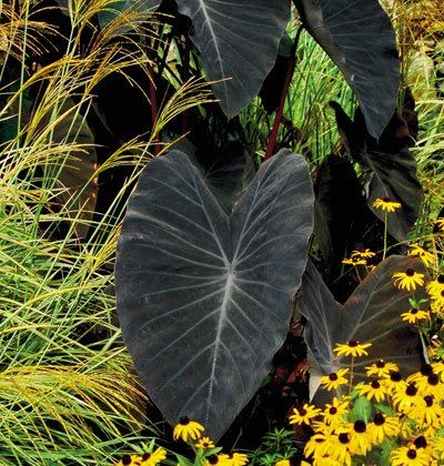 ‘Black Magic’ elephant’s ear (Colocasia esculenta ‘Black Magic’).