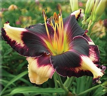 VooDoo Magic Day Lily