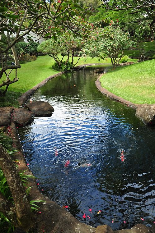 Koi pond in Garden