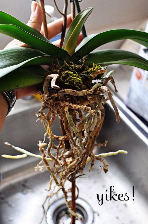 how to re-pot orchids – great photos and step by step guide!