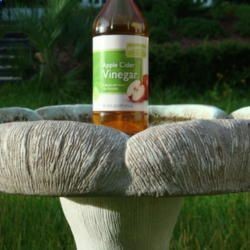 Apple Cider Vinegar 1 capful to keep bird bath clean and reduce algae growth. Also provides vitamins  minerals to birds! – Likes