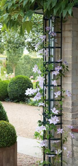 downspout trellis