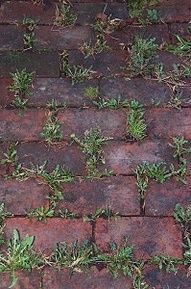 Baking soda neutralizes the ph in the soil and nothing will grow there. use baking soda around all of the edges of flower beds to keep the grass and weeds from growing into beds. Just sprinkle it onto the soil so that it covers it lightly. Do this twice a year  spring and fall