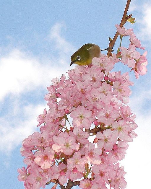 Japanese White-eye on cherry blossoms
