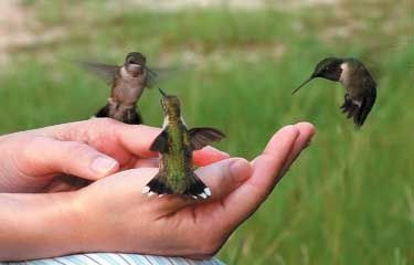 Five Steps to Feeding Hummingbirds in Your Hand  – Fun gardening
