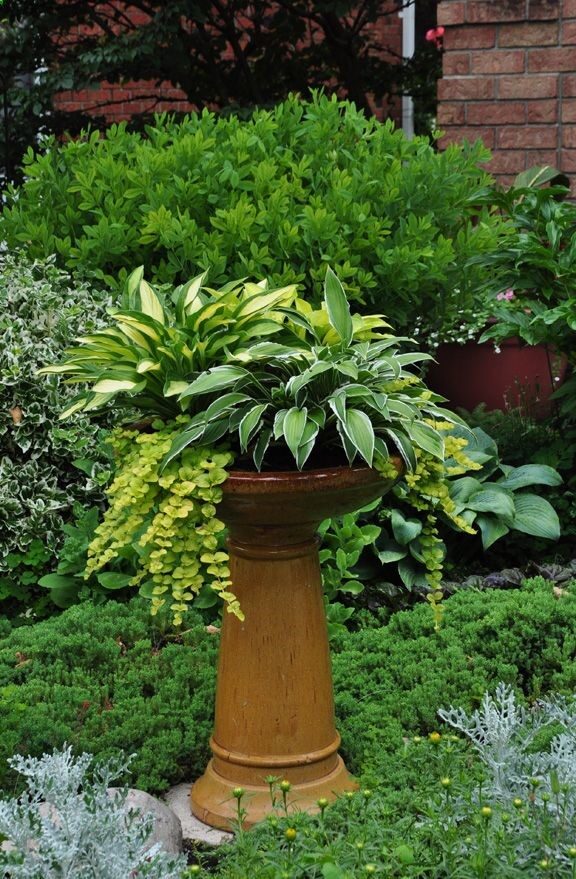 Nice use of a birdbath