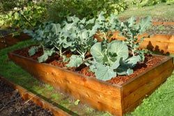 Raised beds