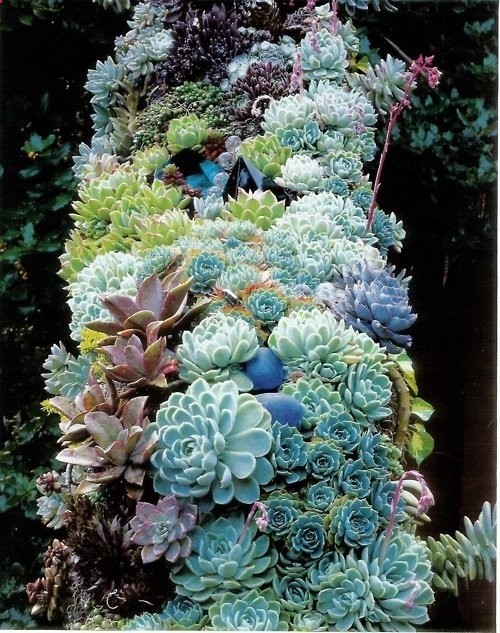 sedums