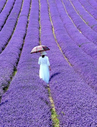 Lavender, I want to pitch my tent here.