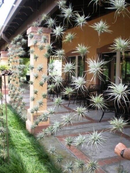 Floating Vertical Garden.  Tillandsia or ‘Air Plant’ grow without soil. They absorb water and nutrients through their leaves – roots are used as anchors only