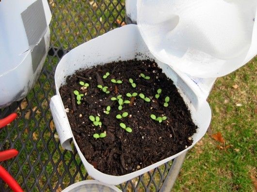 BELIEVE IT OR NOT, I start my summer garden in December and January, using a neat trick called Winter-Sowing. Winter-sowing is an outdoor method of seed germination (invented by Trudi Davidoff) which requires just two things: miniature greenhouses (made from recycled water and milk jugs) and Mother Nature. You can winter-sow your way to a beautiful garden, toofor pennies. Heres how: