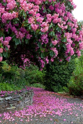 crepe myrtles losing their blooms all over the place