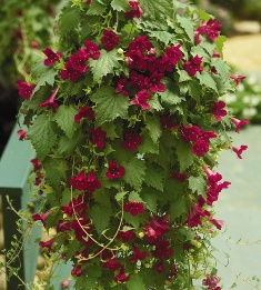 Lofos. Trailing flower