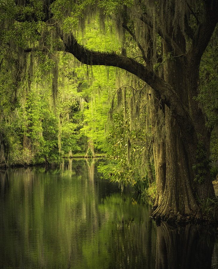 Magnolia Gardens – Charleston, South Carolina