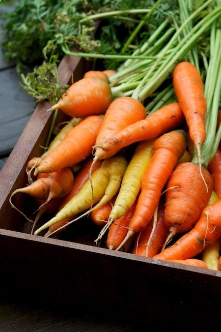 Tips for Growing Great Carrots