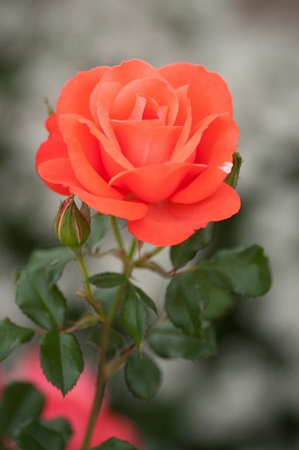 Marmalade Skies Rose