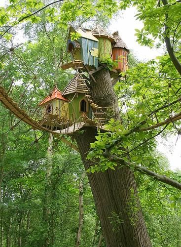 How to Build a Bird House includes specifications for particular species.
