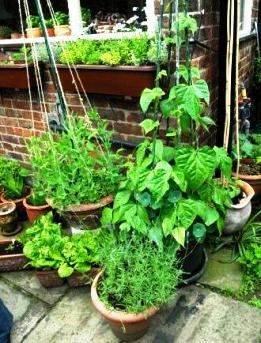 Container Vegetable Gardening  Growing an Indoor or Balcony Potted Garden