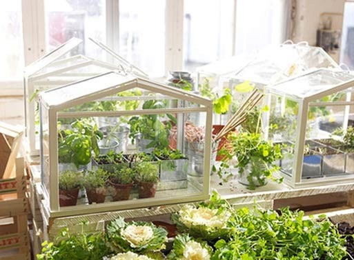 IKEA mini greenhouses.