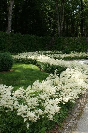 Astilbe lend a refined grace to perennial borders. Perfect for the shade garden along with Hostas and Ferns. Lush deeply cut foliage is attractive for the entire season and is colored from green to bronze. Effective anywhere with rich moist soil and partial shade.   blooms early summer